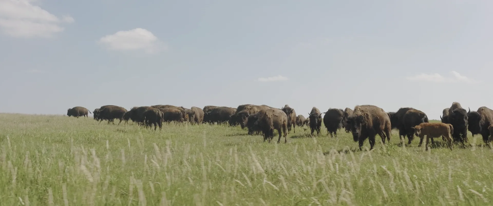 A herd of bison grazing on open prairie